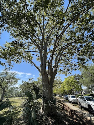 Terminalia arjuna