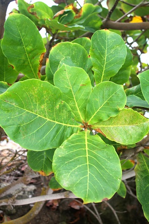 Terminalia catappa