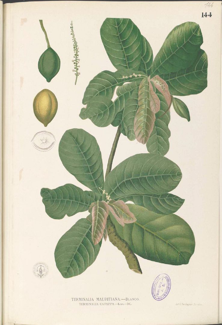 Terminalia catappa