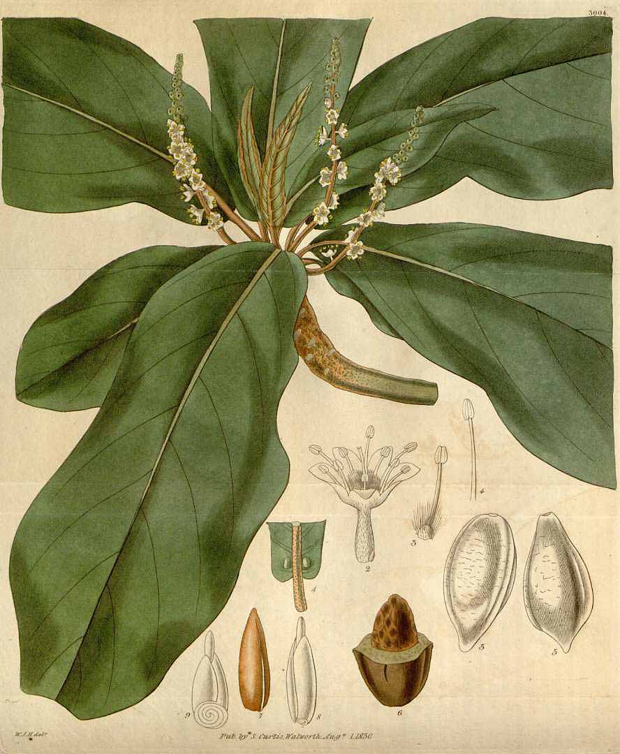 Terminalia catappa