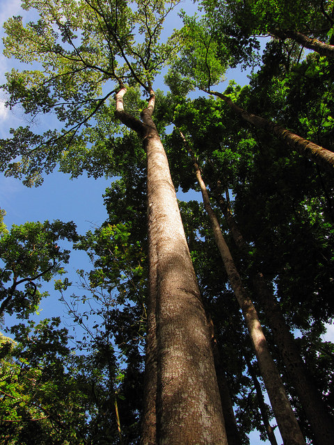 Terminalia ivorensis