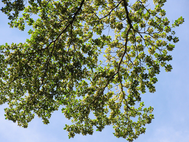 Terminalia ivorensis