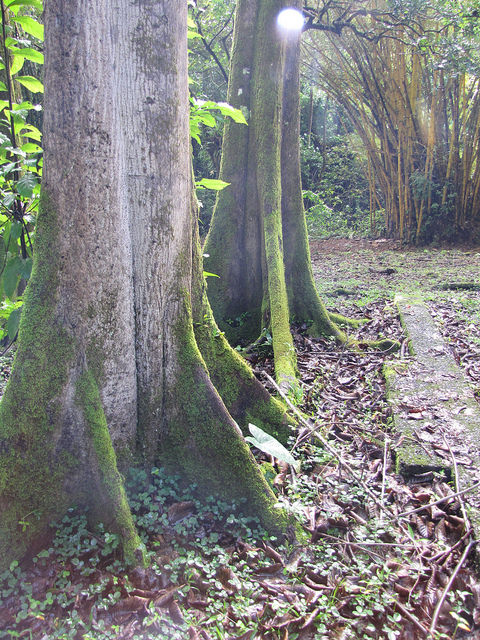 Terminalia ivorensis