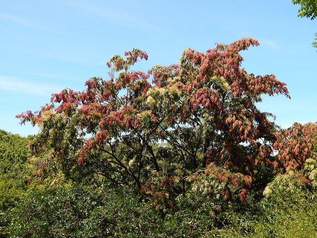 Terminalia myriocarpa