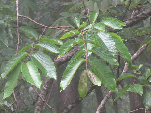 Terminalia myriocarpa