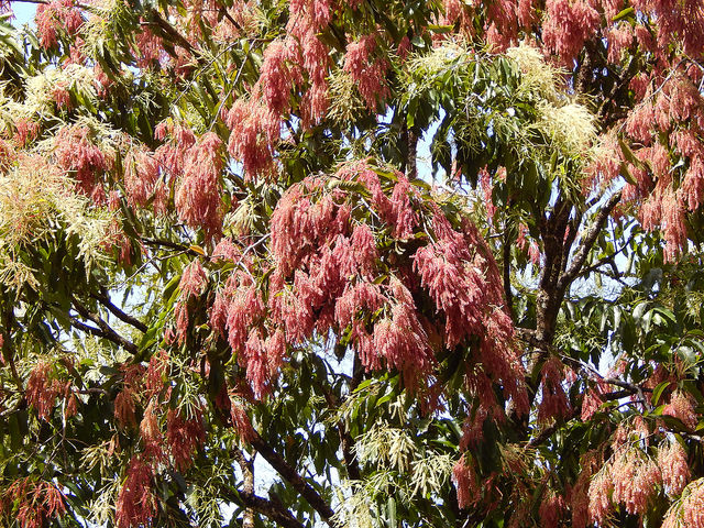 Terminalia myriocarpa