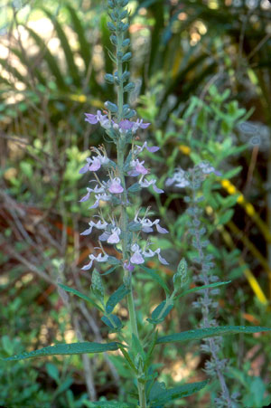 Teucrium canadense