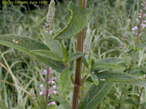 Teucrium canadense