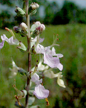 Teucrium canadense