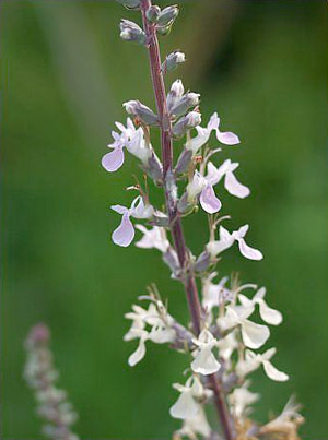 Teucrium canadense