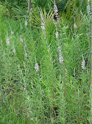 Teucrium canadense