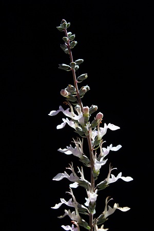 Teucrium canadense