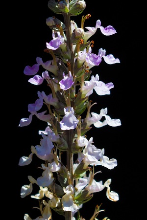 Teucrium canadense