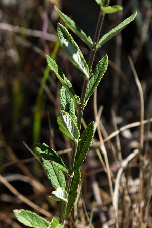 Teucrium canadense