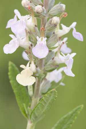 Teucrium canadense