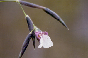 Thalia geniculata