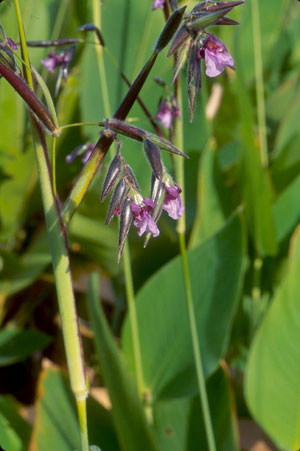 Thalia geniculata