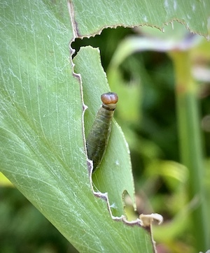 Thalia geniculata