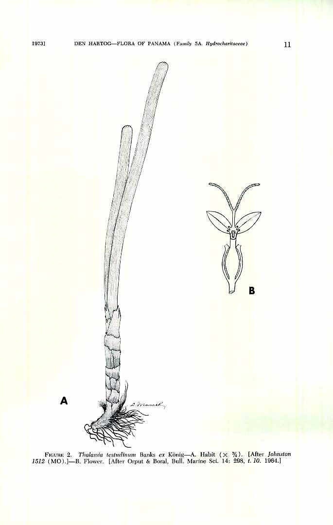 Thalassia testudinum