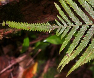 Thelypteris augescens