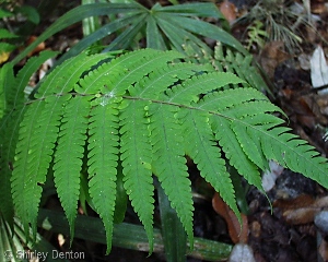 Thelypteris dentata