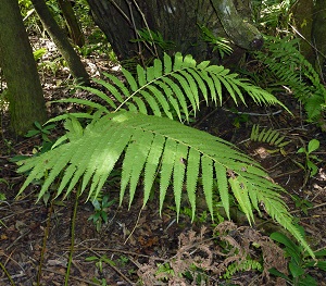 Thelypteris grandis