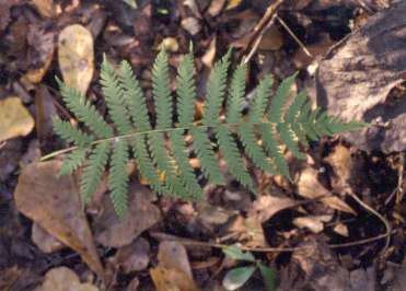 Thelypteris hispidula