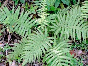 Thelypteris kunthii