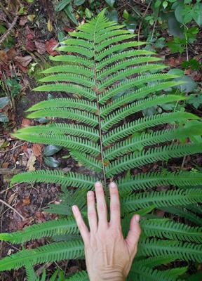 Thelypteris opulenta