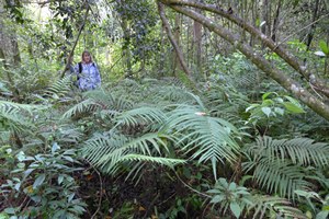 Thelypteris opulenta