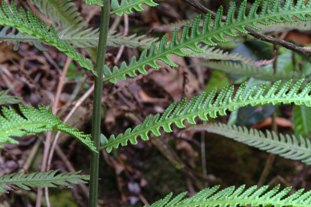 Thelypteris opulenta