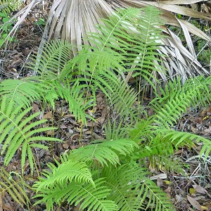 Thelypteris ovata