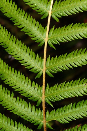 Thelypteris ovata