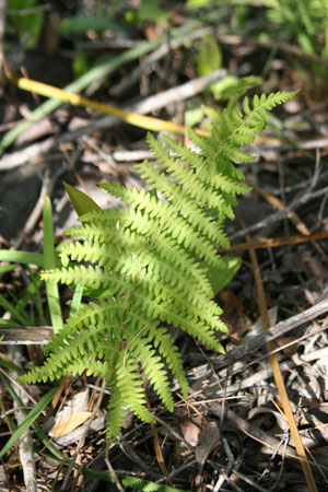 Thelypteris palustris