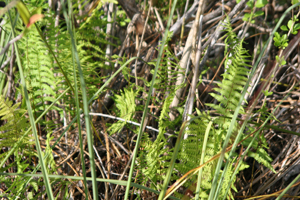 Thelypteris palustris