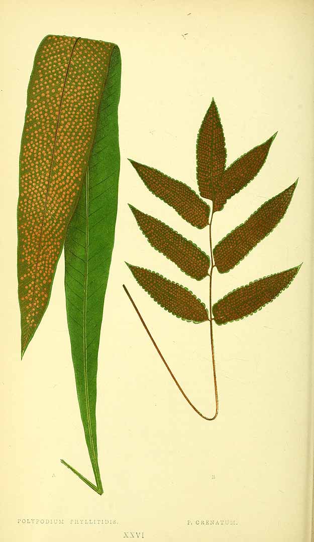 Thelypteris poiteana