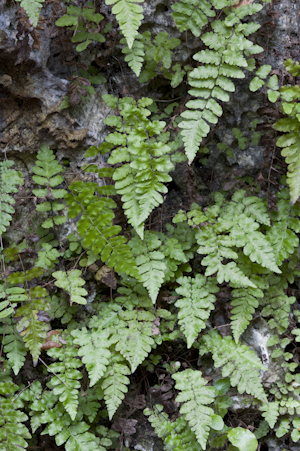 Thelypteris reptans