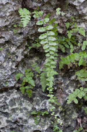 Thelypteris reptans