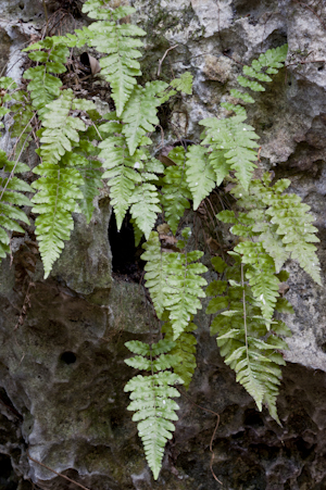 Thelypteris reptans