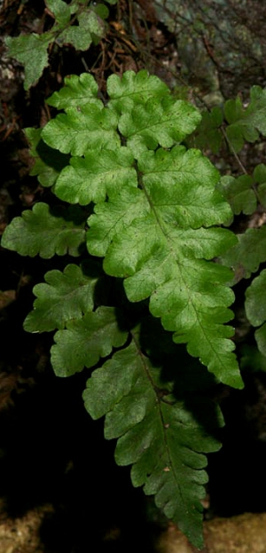 Thelypteris reptans