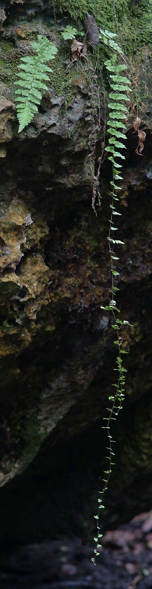 Thelypteris reptans