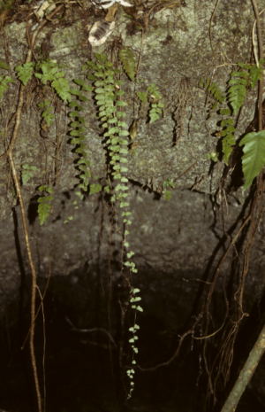 Thelypteris reptans