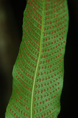 Thelypteris reticulata