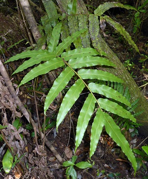 Thelypteris reticulata