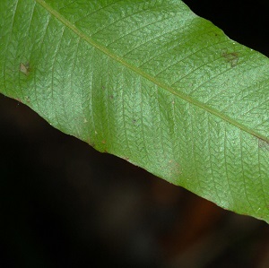 Thelypteris reticulata