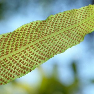 Thelypteris reticulata