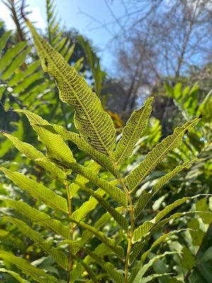 Thelypteris reticulata