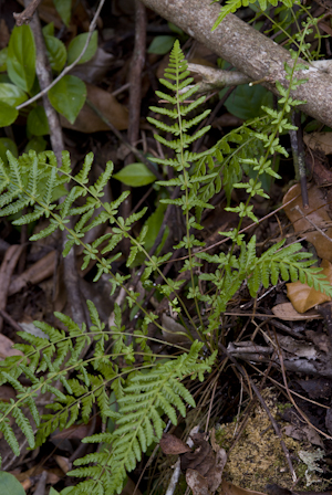 Thelypteris sancta