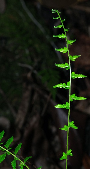 Thelypteris sancta