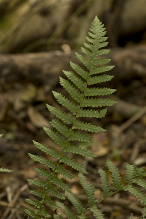 Thelypteris sclerophylla